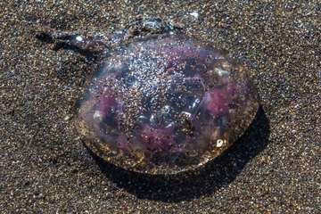 La playa de Melenara se llena de medusas (Foto Antonio Rico)